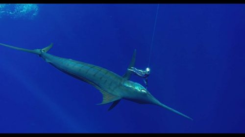 marlin bleu - Rod Fishing Club - Ile Rodrigues - Maurice - Océan Indien