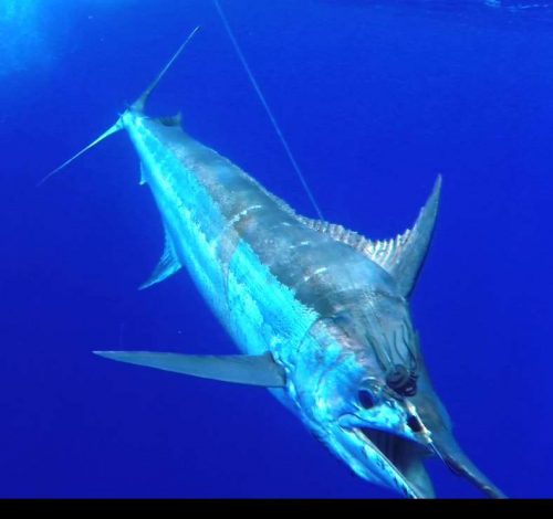 marlin bleu au bateau - Rod Fishing Club - Ile Rodrigues - Maurice - Océan Indien