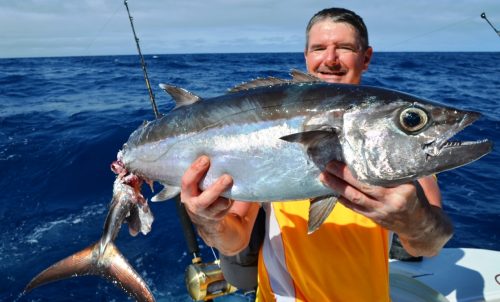 thon à dents de chien agressé - Rod Fishing Club - Ile Rodrigues - Maurice - Océan Indien