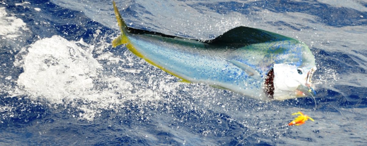 big male dorado jumping - Rod Fishing Club - Rodrigues Island - Mauritius - Indian Ocean