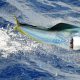 big male dorado jumping - Rod Fishing Club - Rodrigues Island - Mauritius - Indian Ocean