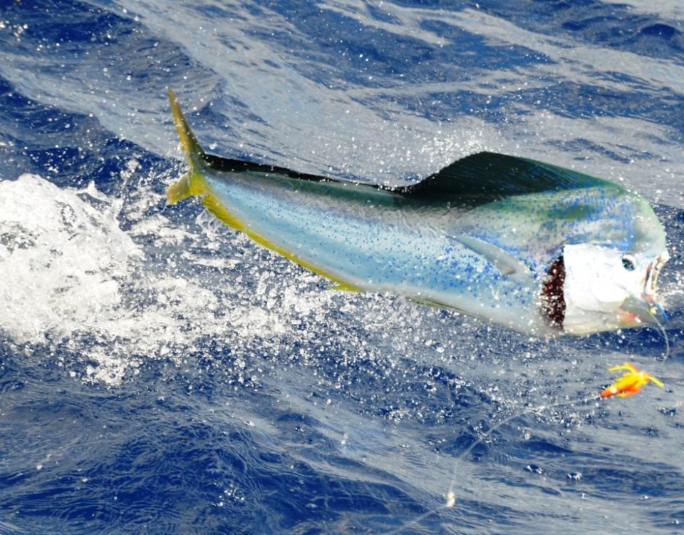 big male dorado jumping - Rod Fishing Club - Rodrigues Island - Mauritius - Indian Ocean