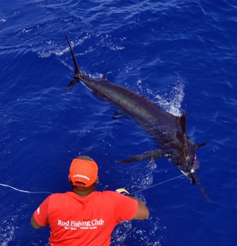 Marlin bleu de plus de 200kg au bas de ligne - www.rodfishingclub.com - Maurice - Océan Indien