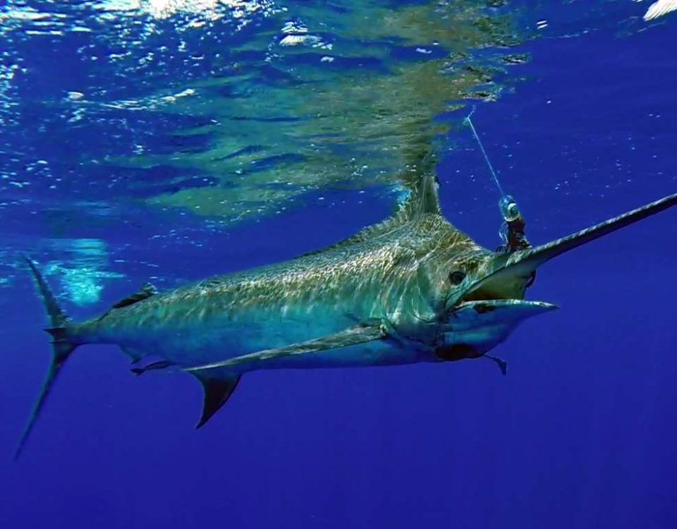 Marlin bleu de plus de 200kg avant relâche - www.rodfishingclub.com - Maurice - Océan Indien