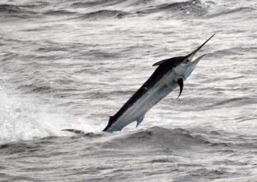 marlin noir - Rod Fishing Club - Ile Rodrigues - Maurice - Océan Indien