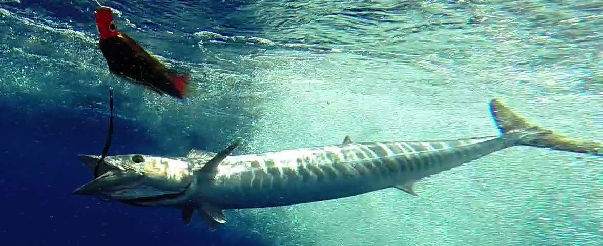 wahoo sous le bateau - Rod Fishing Club - Ile Rodrigues - Maurice - Océan Indien