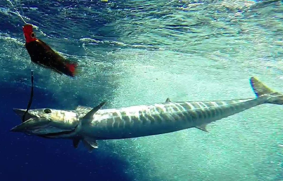 wahoo sous le bateau - Rod Fishing Club - Ile Rodrigues - Maurice - Océan Indien