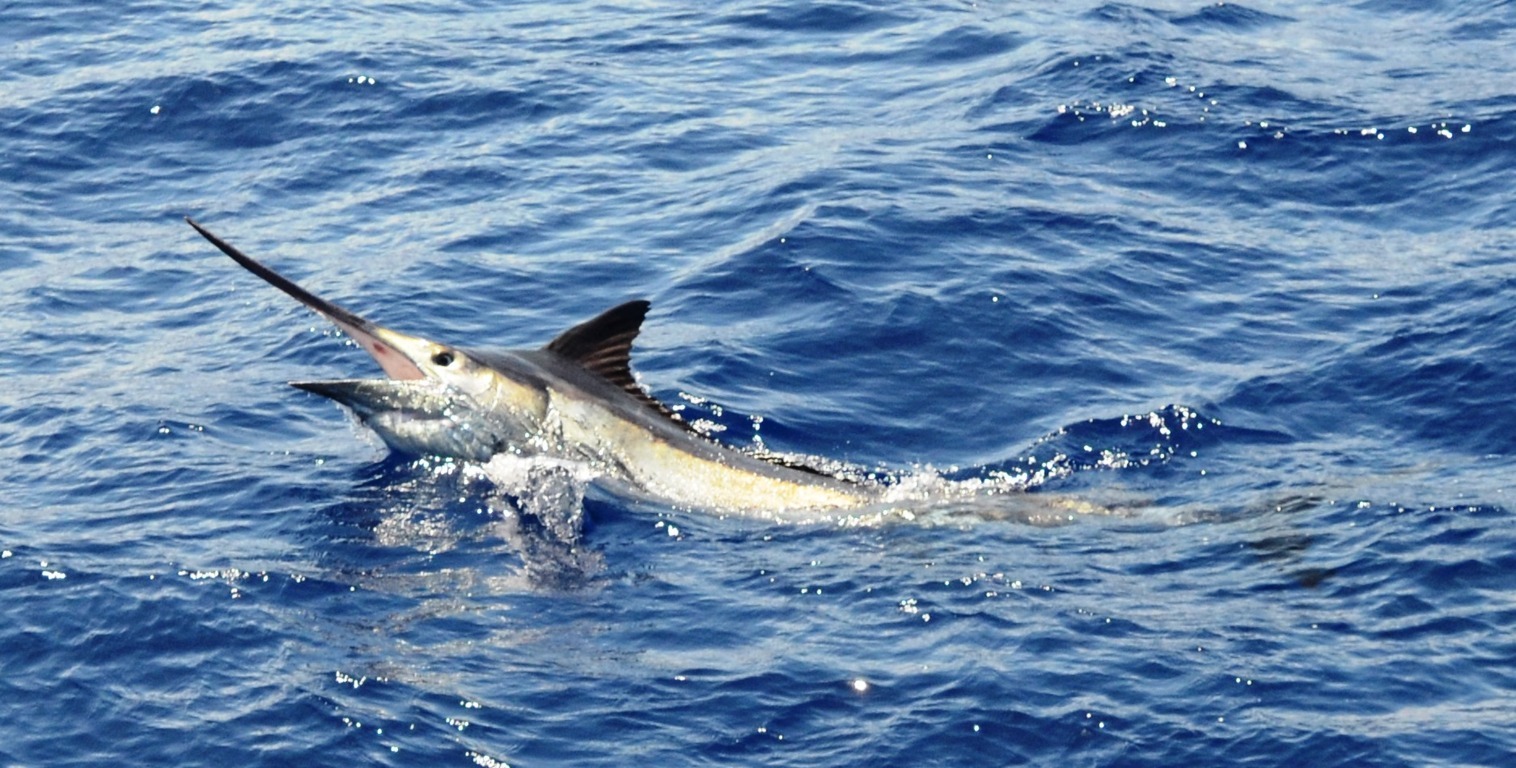 Black marlin - Rod Fishing Club - Rodrigues Island - Mauritius - Indian Ocean