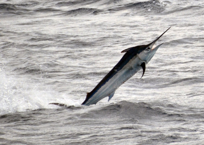 Black marlin jumping - Rod Fishing Club - Rodrigues Island - Mauritius - Indian Ocean