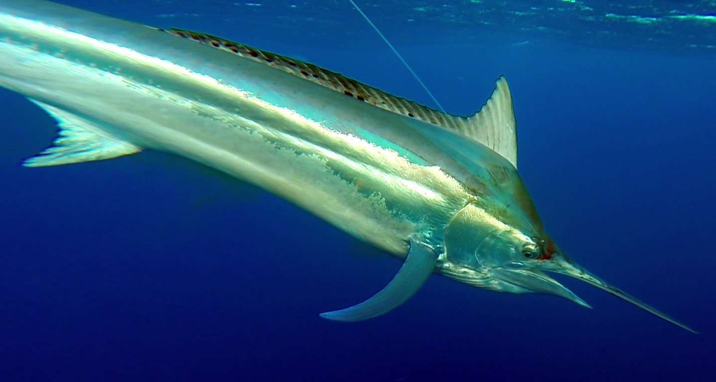 Black marlin under the boat - Rod Fishing Club - Rodrigues Island - Mauritius - Indian Ocean