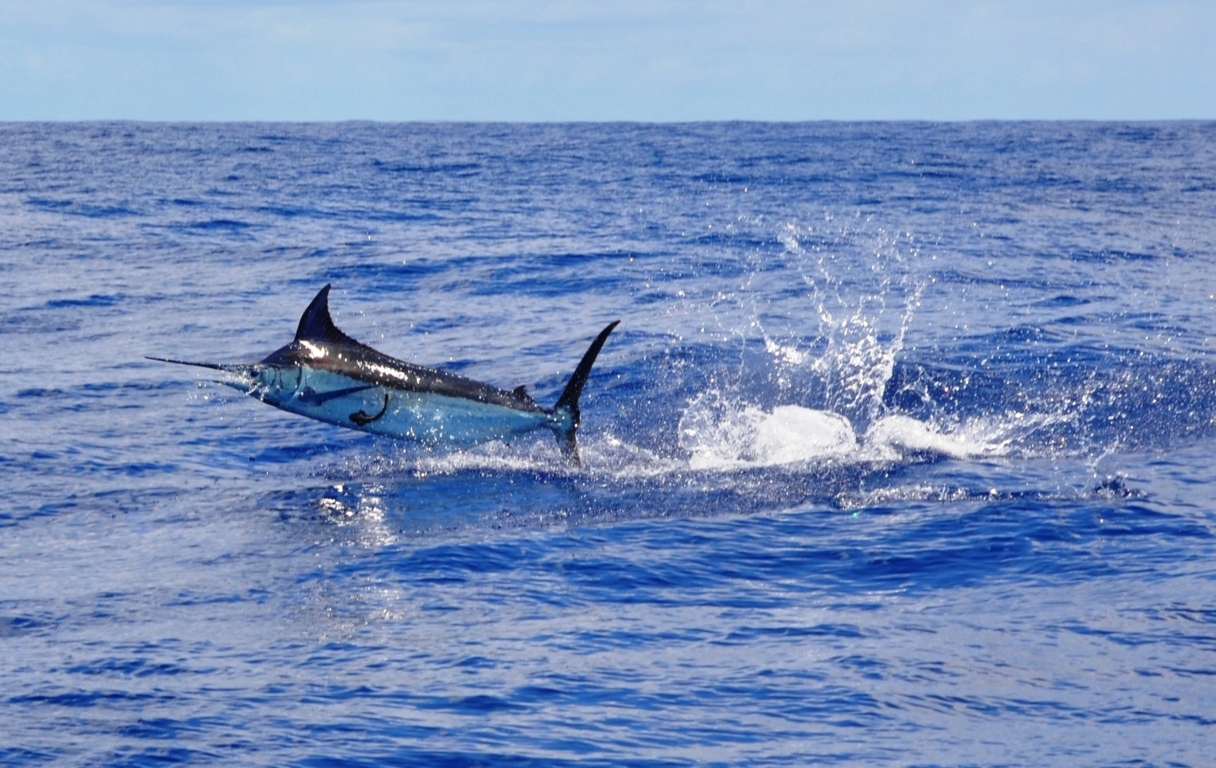 Blue marlin jumping - Rod Fishing Club - Rodrigues Island - Mauritius - Indian Ocean