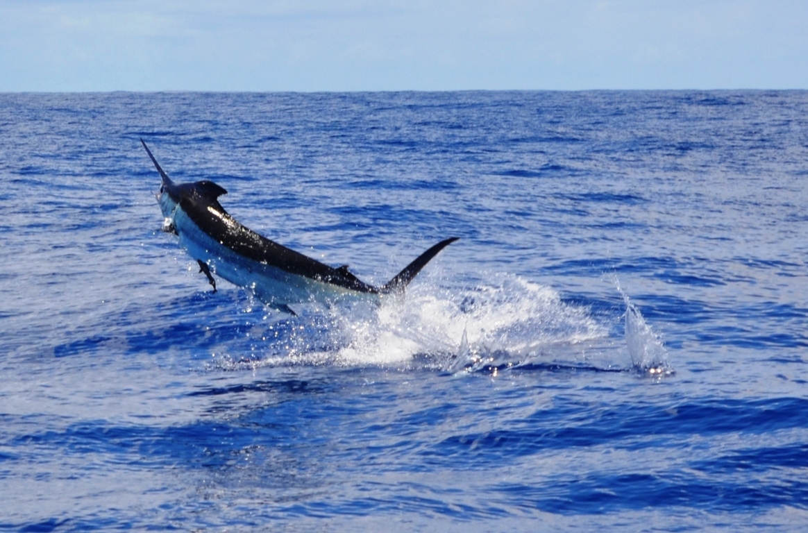 Blue marlin or Makaira nigricans - Rod Fishing Club - Rodrigues Island - Mauritius - Indian Ocean