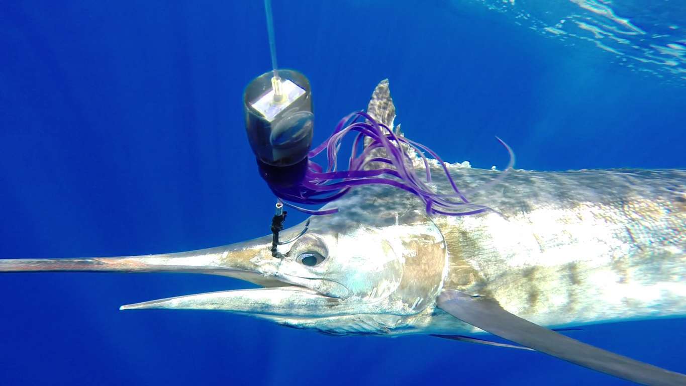 Blue marlin released on a BigT lure - Rod Fishing Club - Rodrigues Island - Mauritius - Indian Ocean