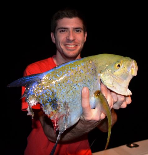 Carangue bleue attaquée par un requin pour Kevin - Rod Fishing Club - Ile Rodrigues - Maurice - Océan Indien