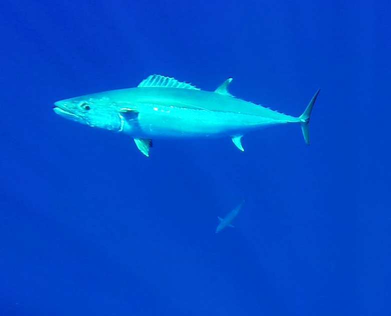 Doggies underwater - Rod Fishing Club - Rodrigues Island - Mauritius - Indian Ocean