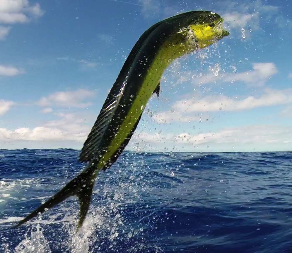 Dorado jumping - Rod Fishing Club - Rodrigues Island - Mauritius - Indian Ocean