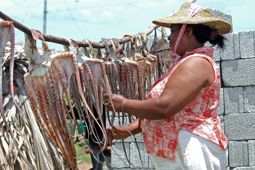 Dried octopus - Rod Fishing Club - Rodrigues Island - Mauritius - Indian Ocean