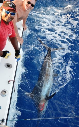 Gerard relâche son marlin - Rod Fishing Club - Ile Rodrigues - Maurice - Océan Indien