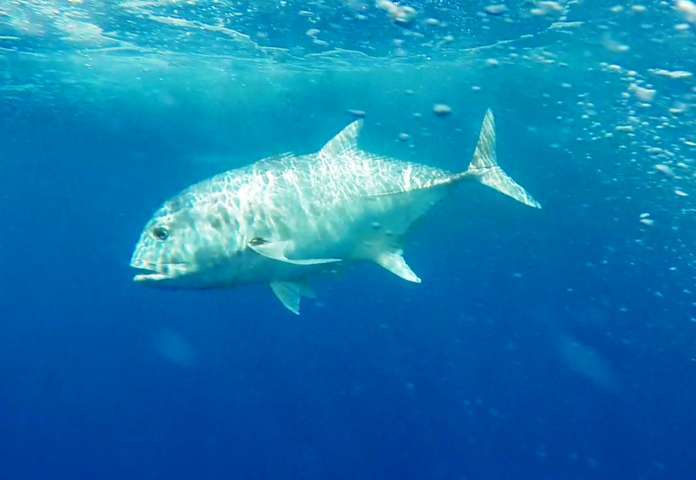 Giant trevally or Caranx ignobilis fishing technique - Rod Fishing Club - Rodrigues Island - Mauritius - Indian Ocean (2)