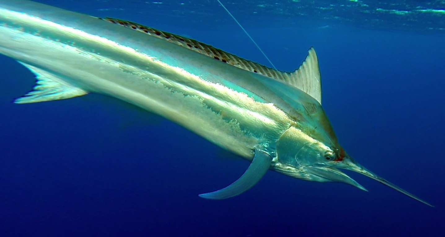 marlin noir au bateau - Rod Fishing Club - Ile Rodrigues - Maurice - Océan Indien