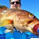 Mérou comète ou vielle la boue - Rod Fishing Club - Ile Rodrigues - Maurice - Océan Indien