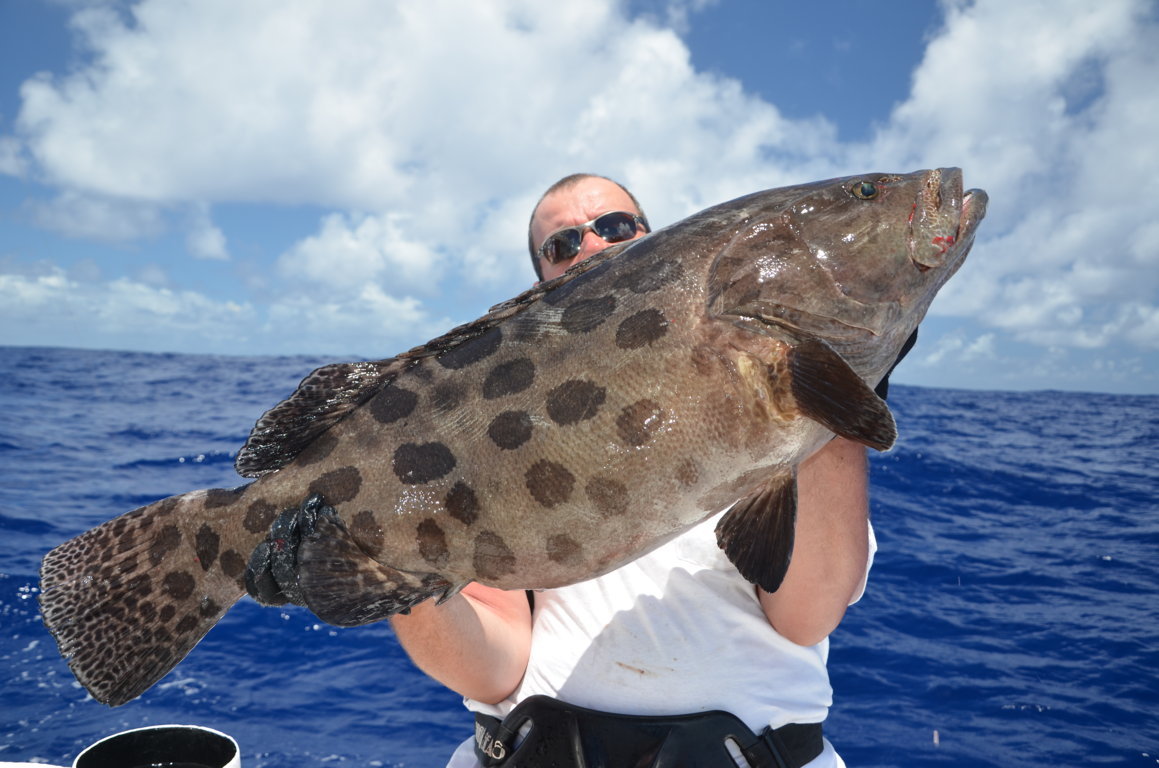Potato grouper or Epinephelus Tukula fishing technique - Rod Fishing Club - Rodrigues Island - Mauritius - Indian Ocean