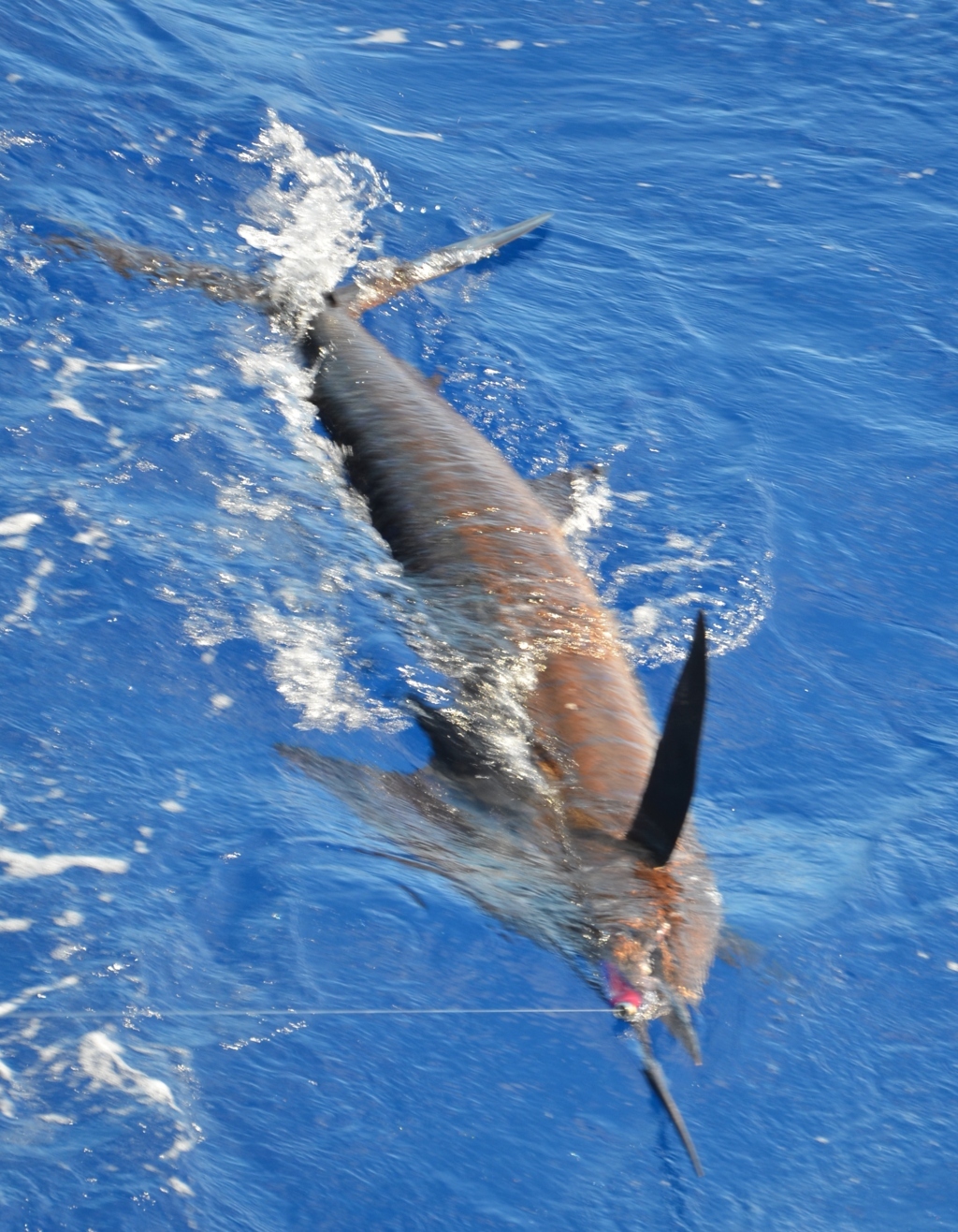 Released Sailfish - Rod Fishing Club - Rodrigues Island - Mauritius - Indian Ocean