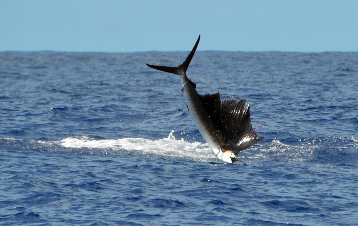 Sailfish jumping - Rod Fishing Club - Rodrigues Island - Mauritius - Indian Ocean