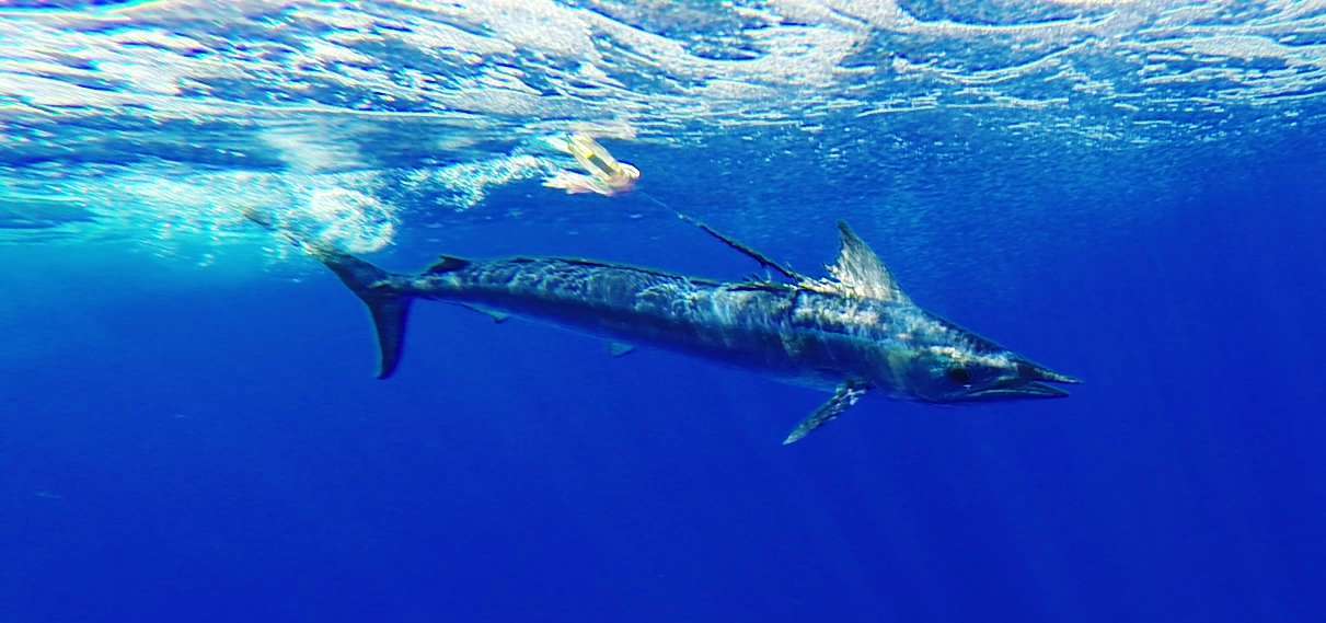 Shortbill spearfish - Rod Fishing Club - Rodrigues Island - Mauritius - Indian Ocean