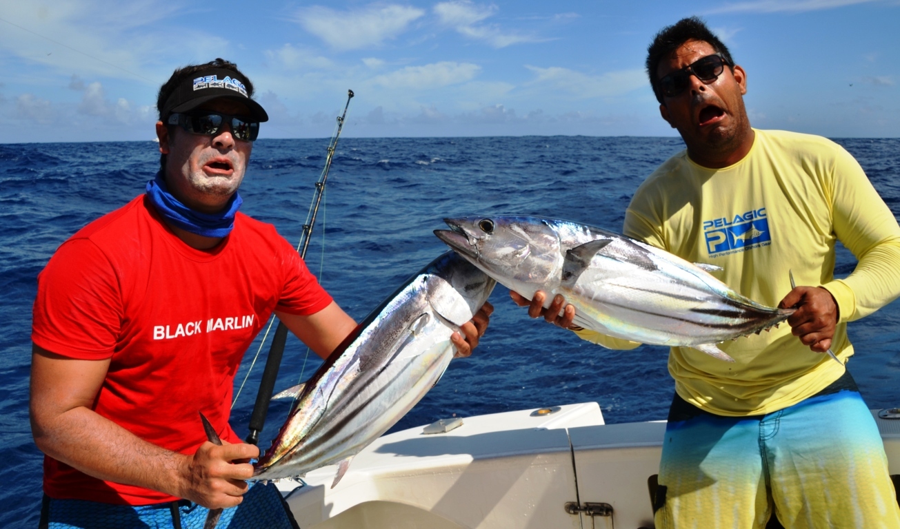 Skipjack tunas - Rod Fishing Club - Rodrigues Island - Mauritius - Indian Ocean