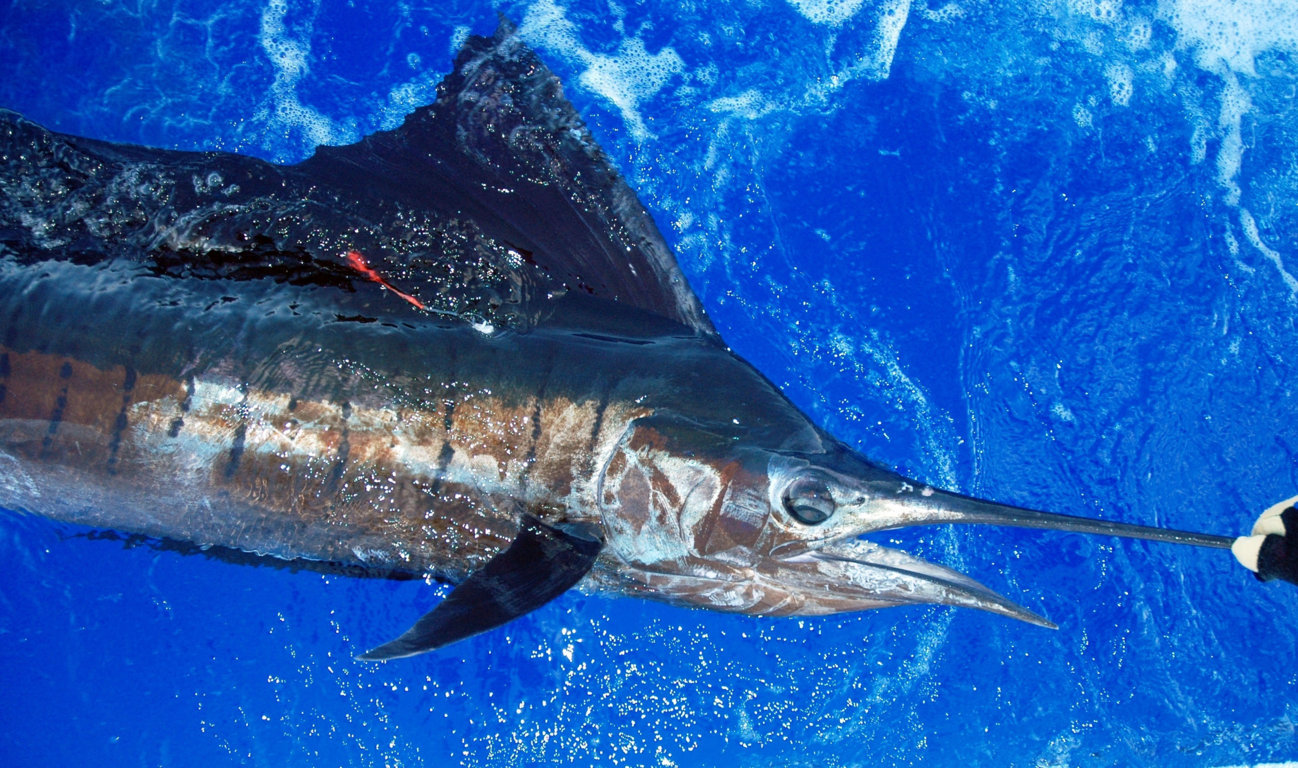 Tagged and released sailfish - Rod Fishing Club - Rodrigues Island - Mauritius - Indian Ocean