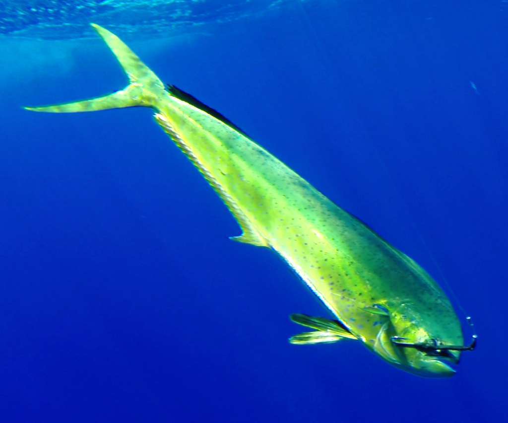 Underwater dorado- Rod Fishing Club - Rodrigues Island - Mauritius - Indian Ocean