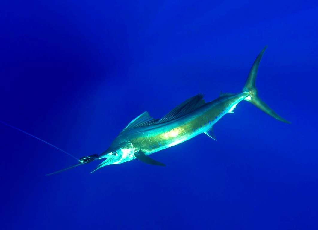 Voilier sous l'eau - Rod Fishing Club - Ile Rodrigues - Maurice - Océan Indien