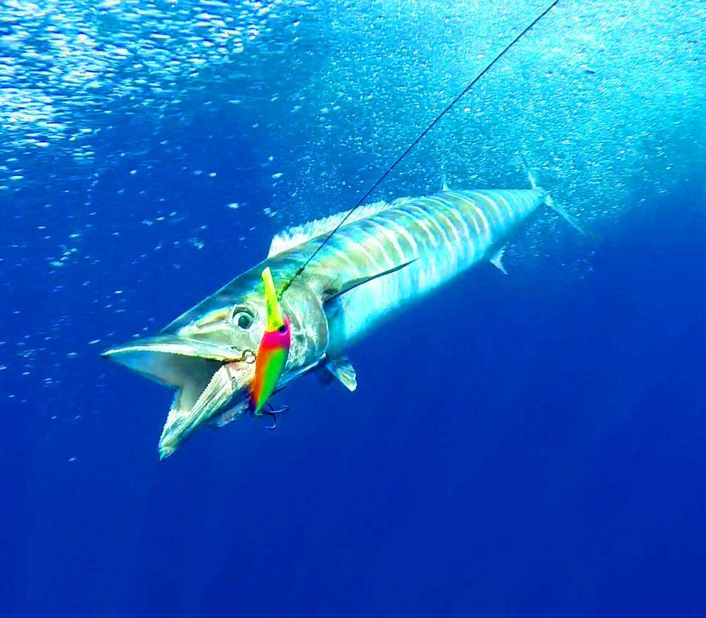 Wahoo caught on XRap  - Rod Fishing Club - Rodrigues Island - Mauritius - Indian Ocean