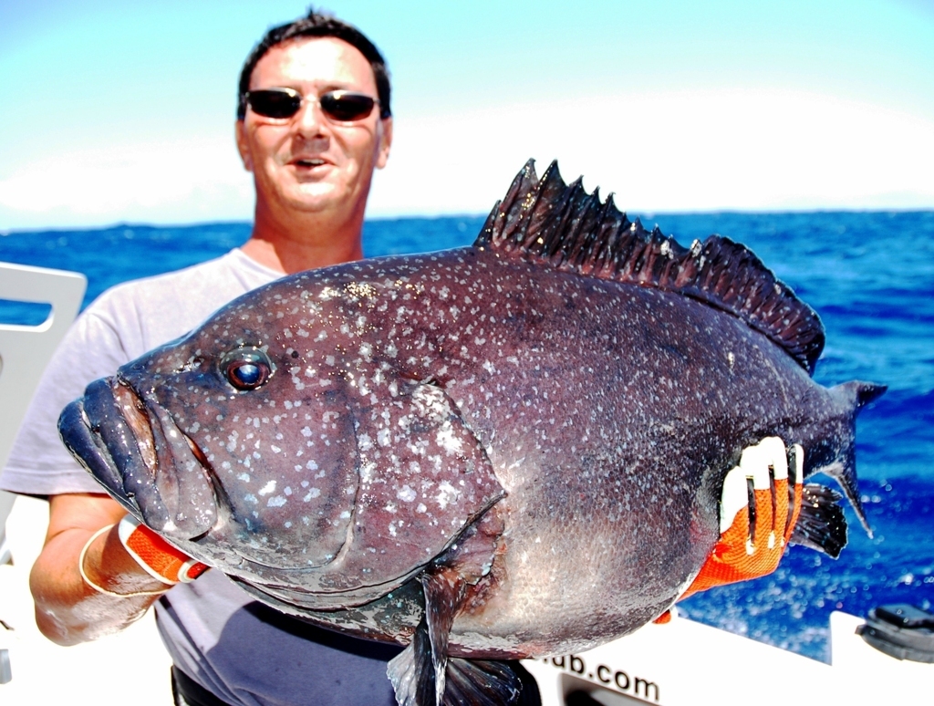 White blotched grouper or Epinephelus multinotatus fishing technique - Rod Fishing Club - Rodrigues Island - Mauritius - Indian Ocean