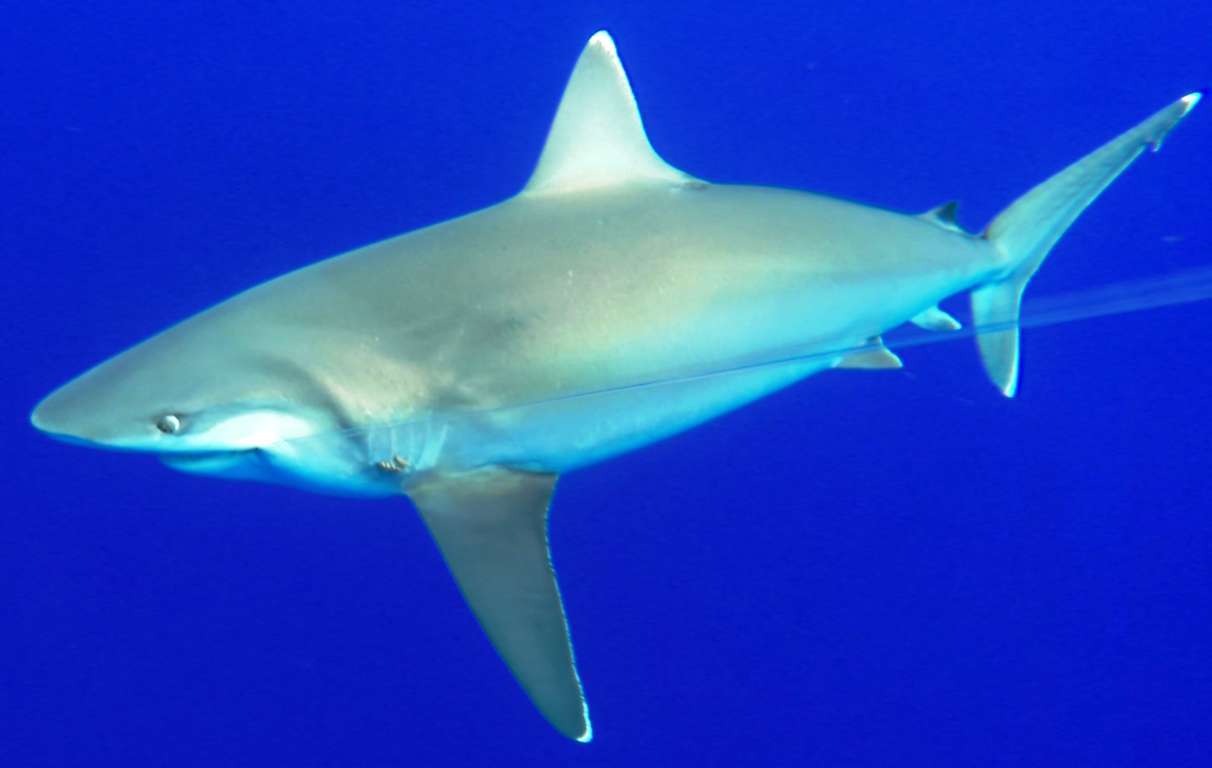 White tip shark - fishing technique - Rod Fishing Club - Rodrigues Island - Mauritius - Indian Ocean