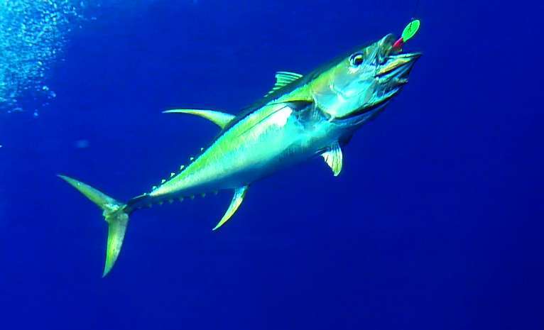 Yellowfin tuna - Rod Fishing Club - Rodrigues Island - Mauritius - Indian Ocean