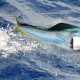 beau mâle dorade coryphène - Rod Fishing Club - Rodrigues Island - Mauritius - Indian Ocean