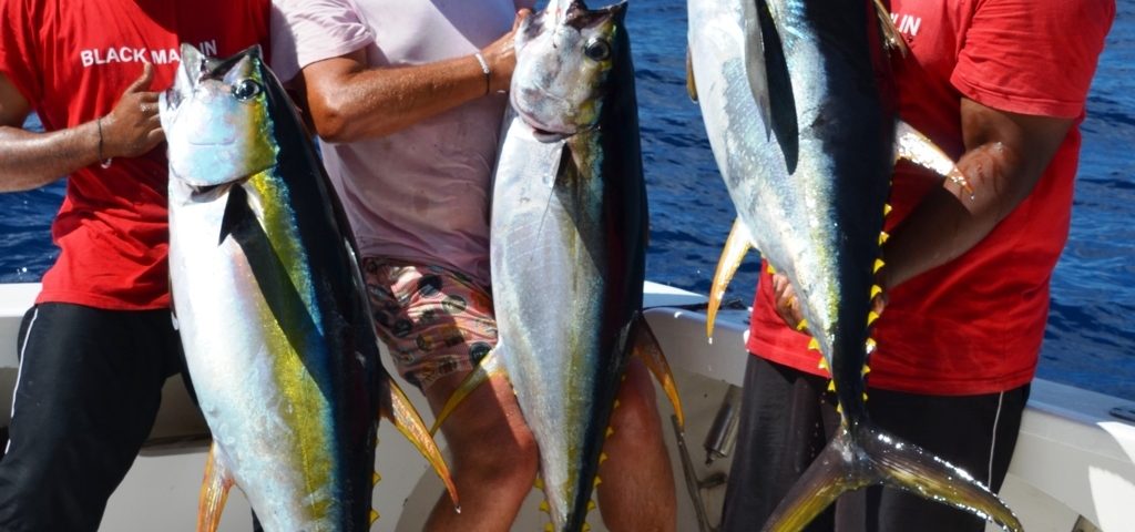 beau triplé de thons jaunes - Rod Fishing Club - Ile Rodrigues - Maurice - Océan Indien