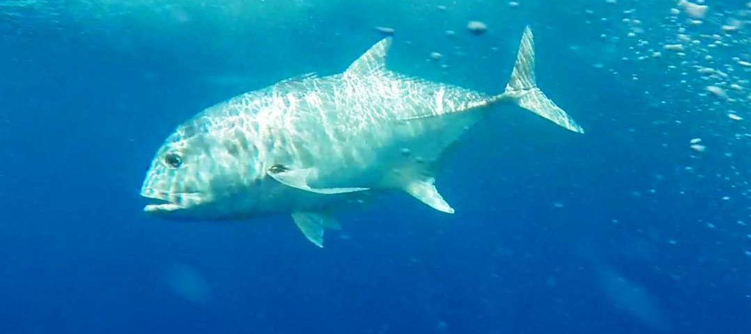 carangue ignobilis GT relâchée - Rod Fishing Club - Ile Rodrigues - Maurice - Océan Indien