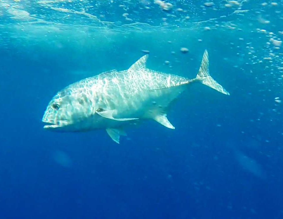 carangue ignobilis GT relâchée - Rod Fishing Club - Ile Rodrigues - Maurice - Océan Indien