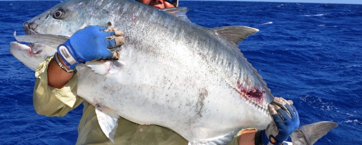 carangue ignobilis de 40kg relâché par Marc - Rod Fishing Club - Ile Rodrigues - Maurice - Océan Indien