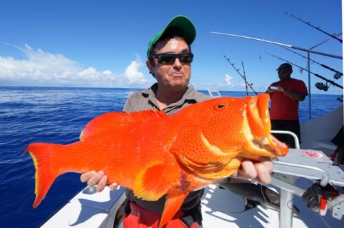 roissant queue jaune - Rod Fishing Club - Ile Rodrigues - Maurice - Océan Indien