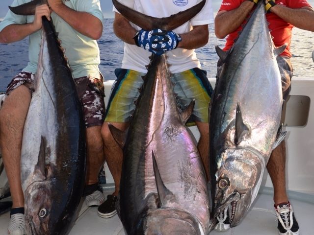 doggies de 63- 48 et 34 kg pris en pêche à l'appât - Rod Fishing Club - Ile Rodrigues - Maurice - Océan Indien