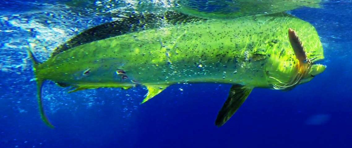 dorade coryphène - Rod Fishing Club - Ile Rodrigues - Maurice - Océan Indien