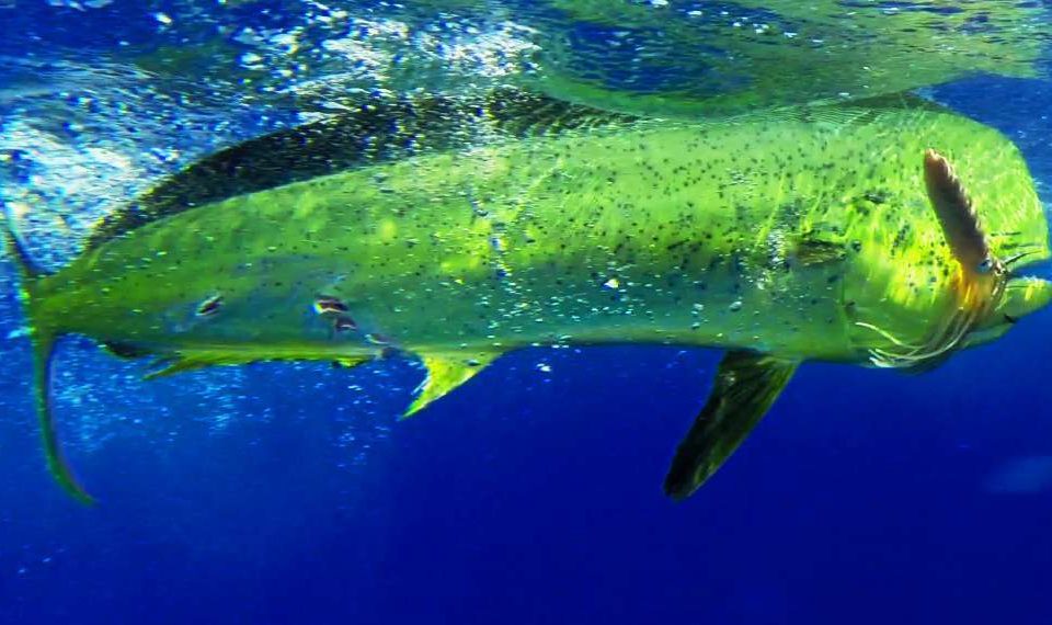 dorade coryphène - Rod Fishing Club - Ile Rodrigues - Maurice - Océan Indien