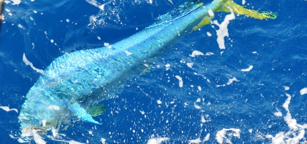 dorade coryphène au bateau - Rod Fishing Club - Ile Rodrigues - Maurice - Océan Indien