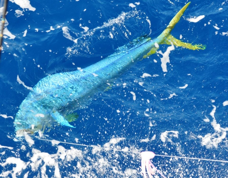 dorade coryphène au bateau - Rod Fishing Club - Ile Rodrigues - Maurice - Océan Indien