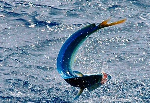 dorade coryphène - Rod Fishing Club - Ile Rodrigues - Maurice - Océan Indien