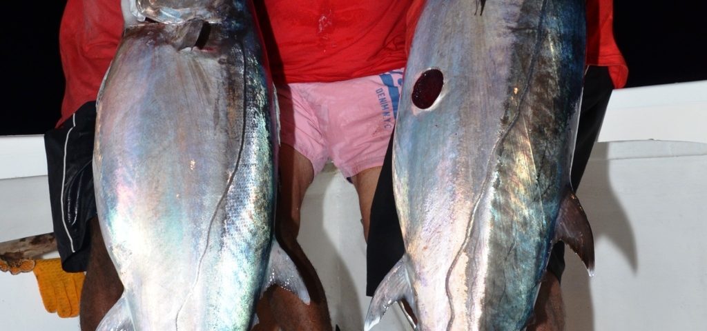 doublé de beaux doggies- Rod Fishing Club - Ile Rodrigues - Maurice - Océan Indien